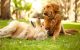 Očuvanje pokretljivosti i zdravlja uz glukozamin za pse