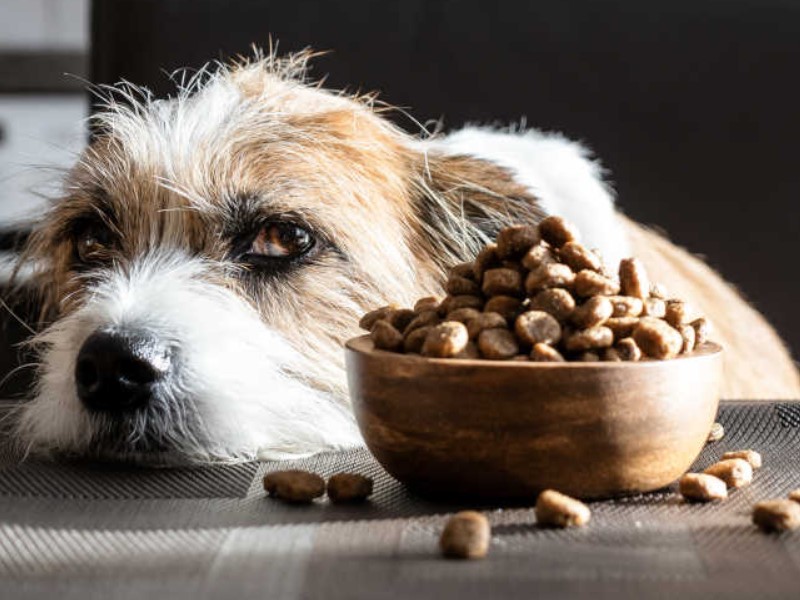 proljev kod pasa - hrana za osjetljiv želudac pasa